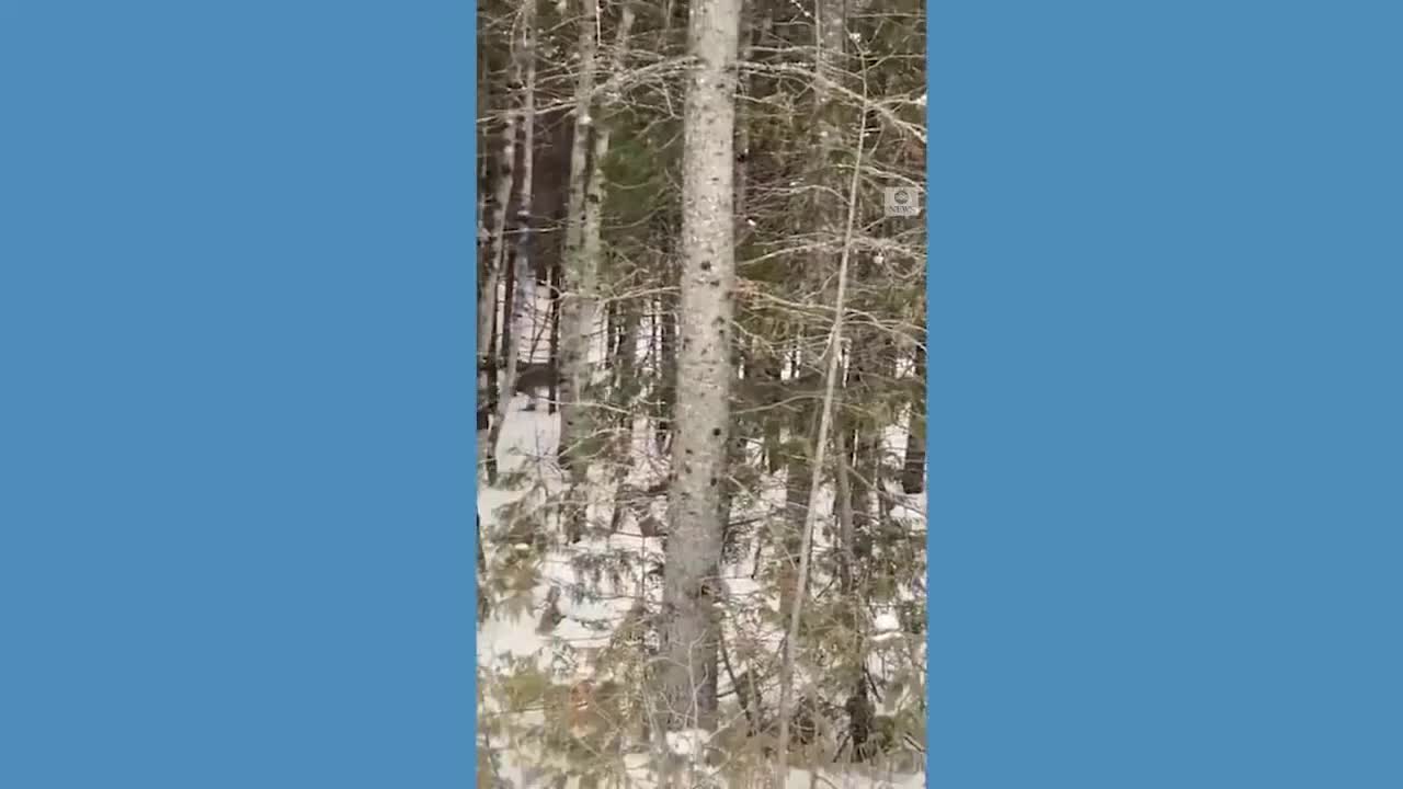 Rare lynx cross road in Maine during nor'easter