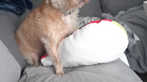 You Ain't Nothin' But A Horn Dog !