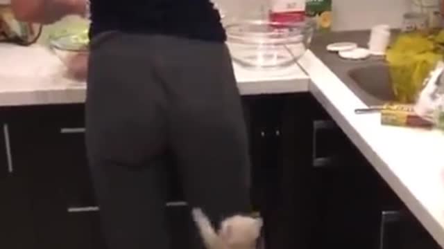 How The Cute Cat Very Fast Jumped Up