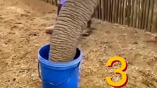 This elephant is so powerful that it can drink a bucket of water in three seconds