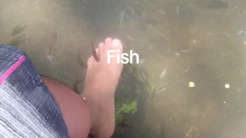 fish