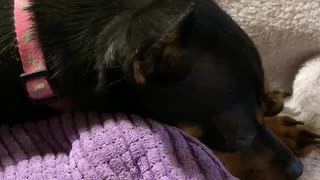 Puppy Enjoys a Good Book