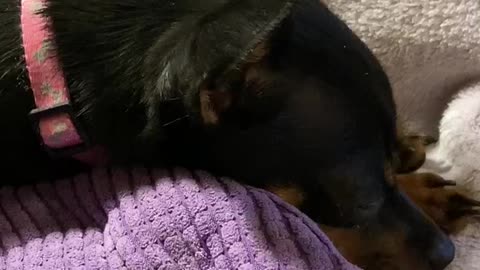 Puppy Enjoys a Good Book