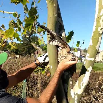 Amable golfista rescata a un indefenso halcón atrapado en un árbol