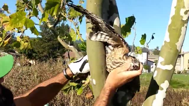 Amable golfista rescata a un indefenso halcón atrapado en un árbol