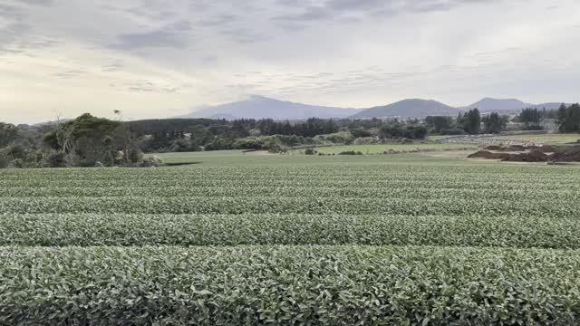 Green Tea Field in Jeju Island