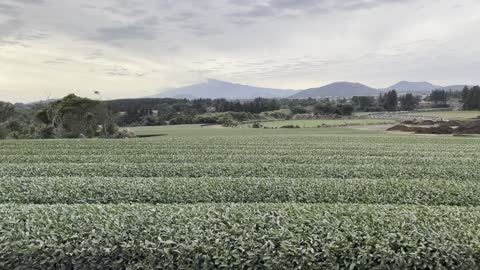 Green Tea Field in Jeju Island