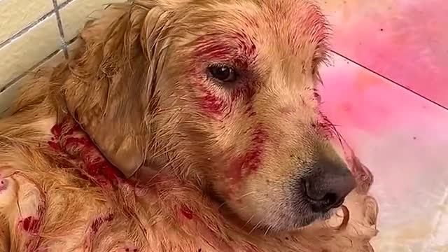 Golden Retriever bites owner's bank card😛 Dog steals eat dragon fruit and pretend to die🤤 Funny dog