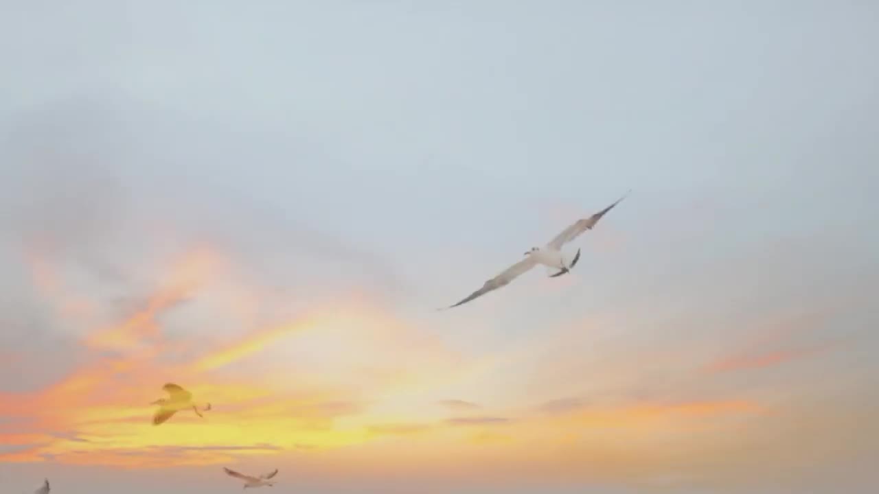 HD Flying Birds Video /Background | No Text | No Sound