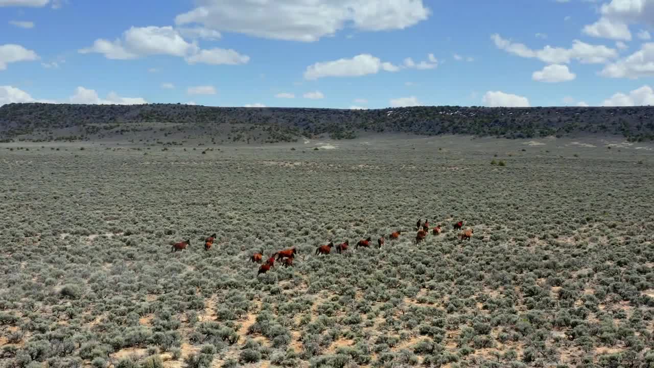 Aerial Drone Shot of Wild Horses Galloping Through Mountain Field, Slow Motion