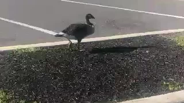 flock of geese part 2 ....by jack the Irish wolfhound