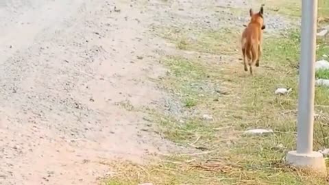 Prank Funny Lovely Dog