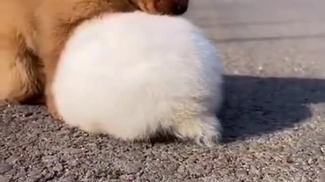 😍😍😍 PUPPIES 19 😍😍😍