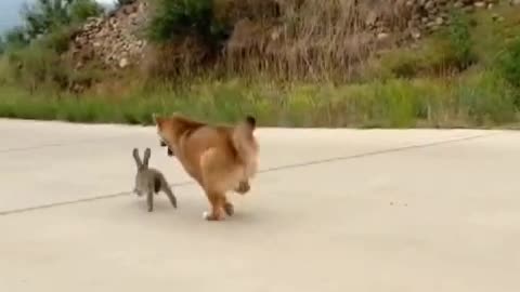 Every time a dog sees a rabbit, he will hold it in his arms