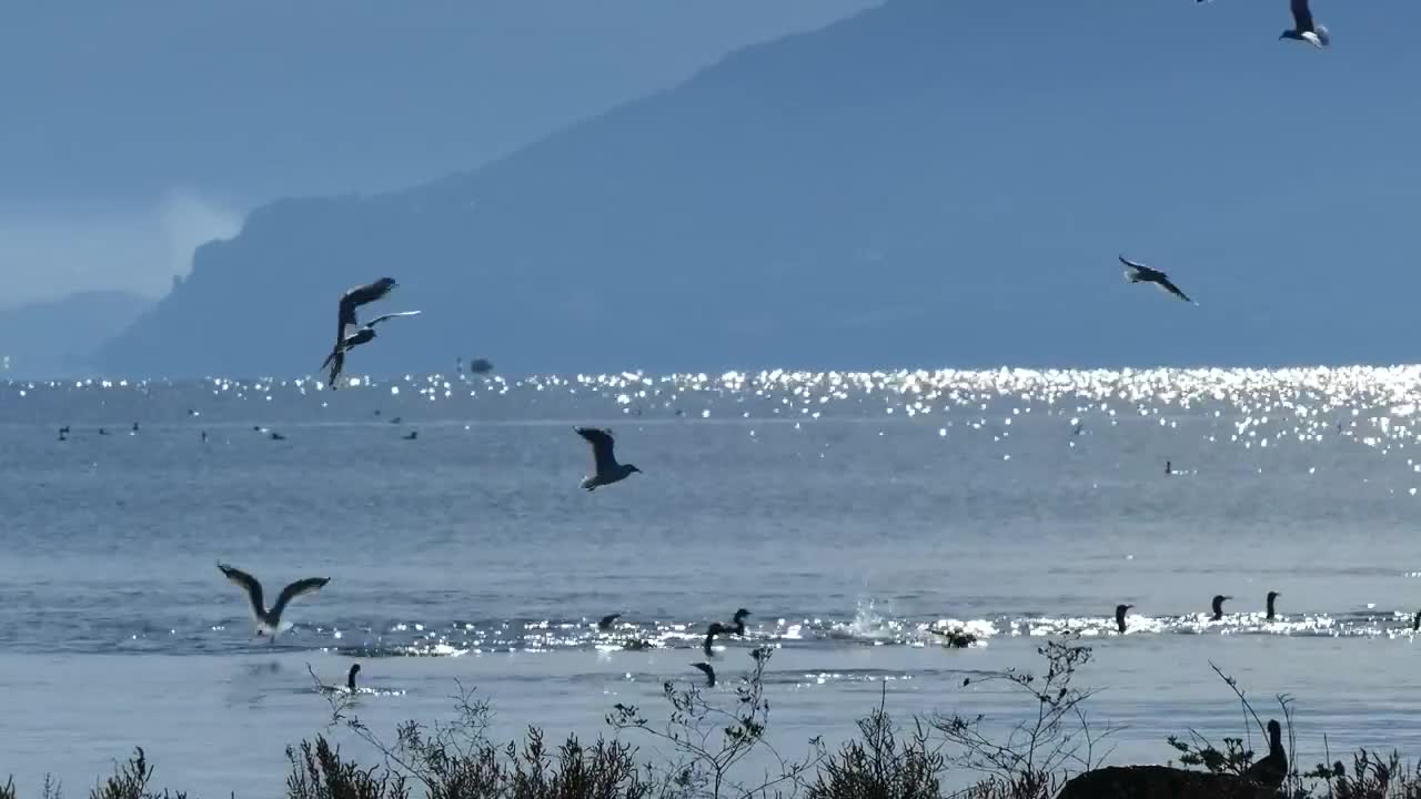 birds diving in the lake