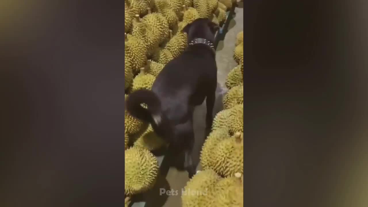 Dog Reactions: Surprises & Scares Caught On Camera! | Pets Island