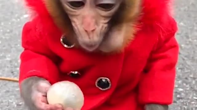 Monkey with drip loves his litchi!!! 😎