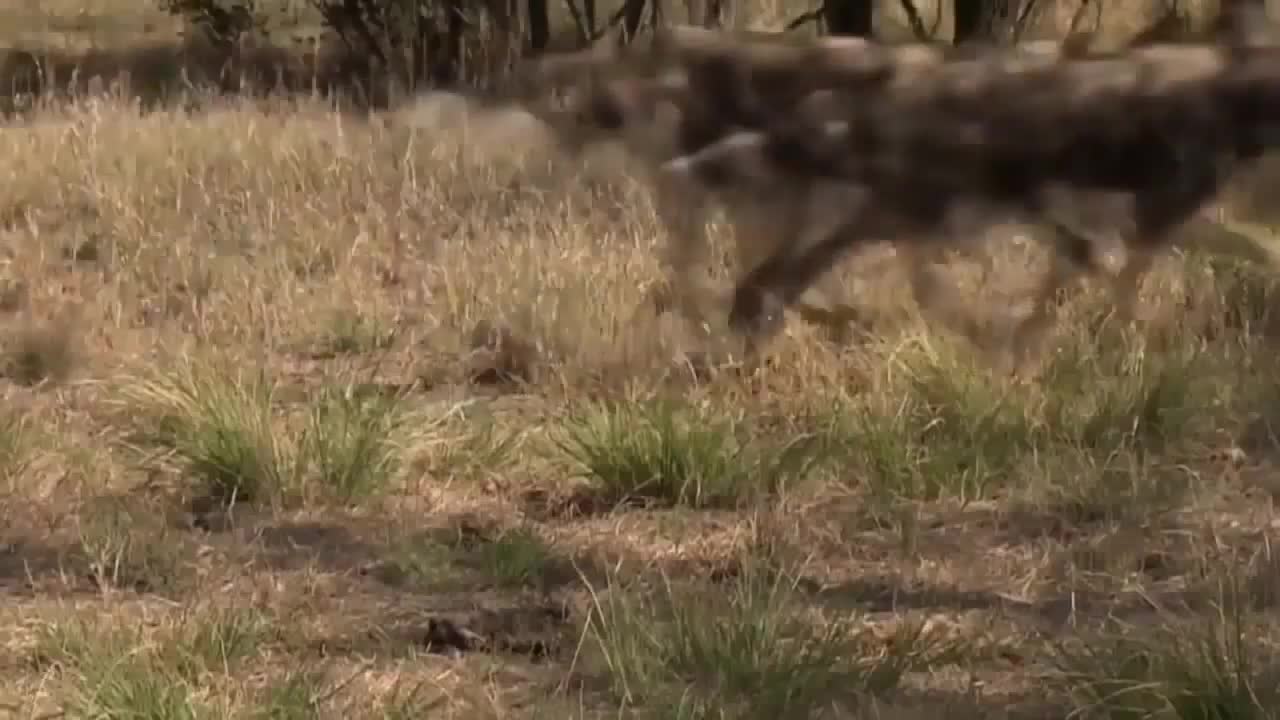 epic wild dogs of African