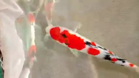 Koi fish