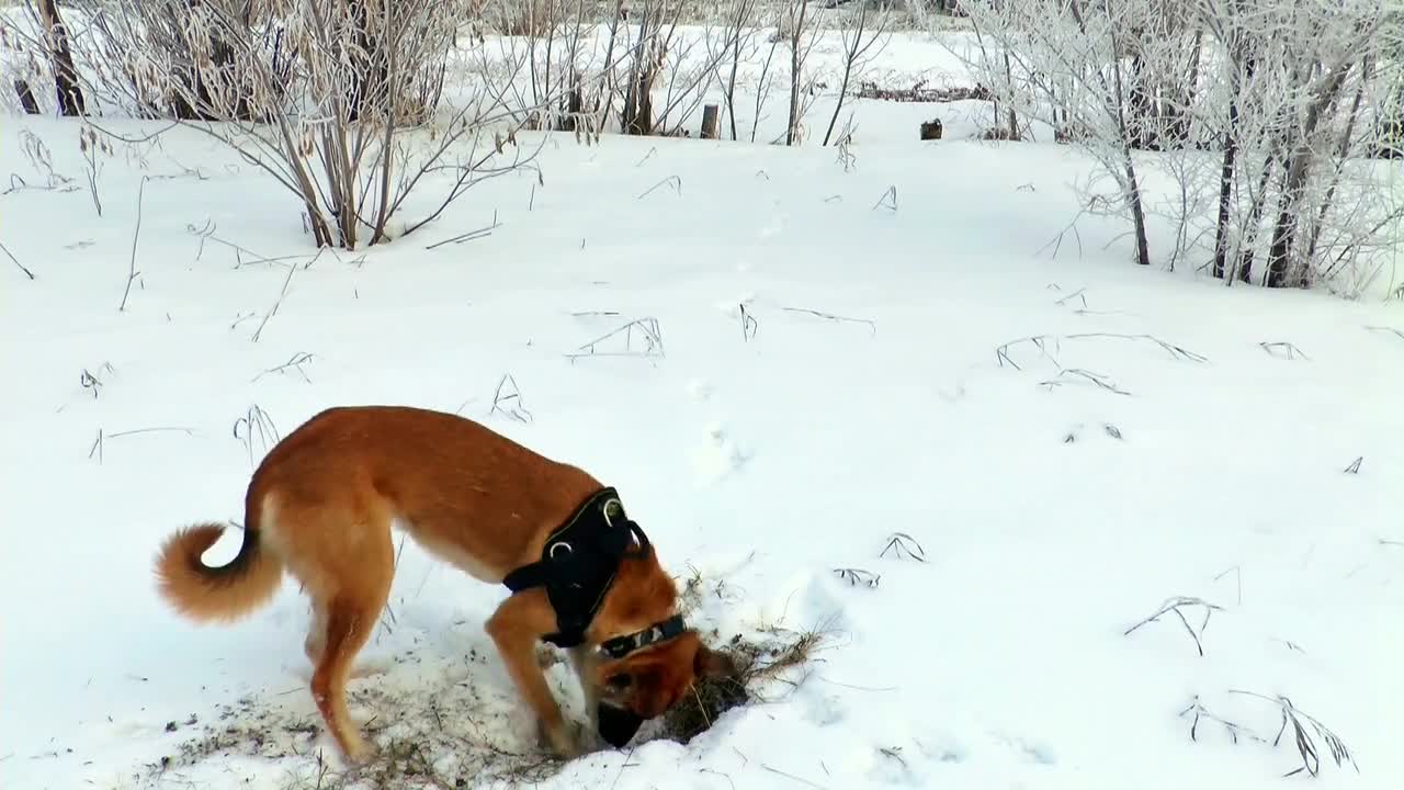 Dogs play in the snow It's amazing