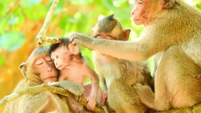 Funny animal# baby monkey#85# love animals.