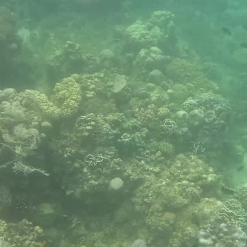 🌊 Snorkeling Bliss Awaits! 🐠