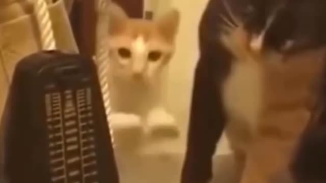 Cute Cat Glitches Every Time He Hears the Metronome