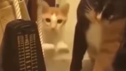 Cute Cat Glitches Every Time He Hears the Metronome