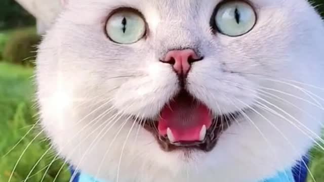 FUNNY CAT