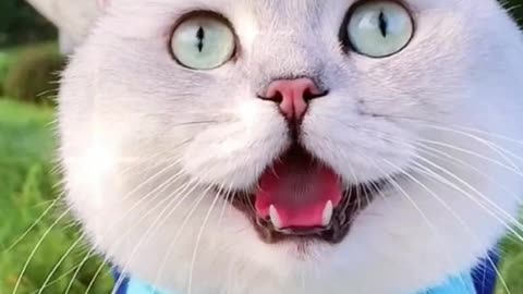 FUNNY CAT