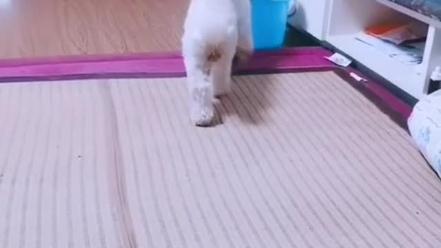 hardworking dog