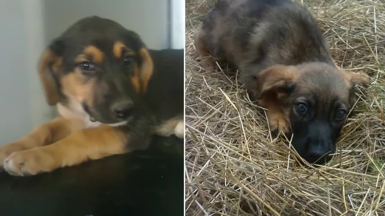 People Said This Dog Was Guarding Her Owner’s Grave, But One Rescuer Uncovered A Stunning Secret