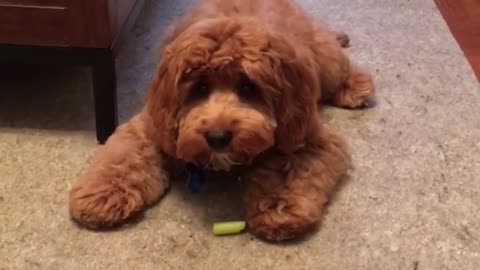 Brown fluffy dog plays with a piece of celery on tan carpet