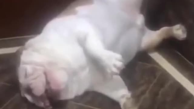 Funny dog video,is this a dog...or a frog??🤣( TURN YOUR AUDIO ON)#shorts