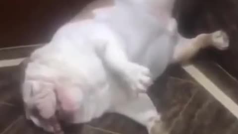Funny dog video,is this a dog...or a frog??🤣( TURN YOUR AUDIO ON)#shorts