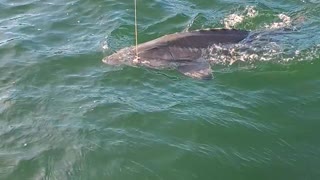 Oversized sturgeon