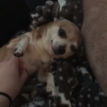 Tiny Chihuahua Loves Belly Rubs