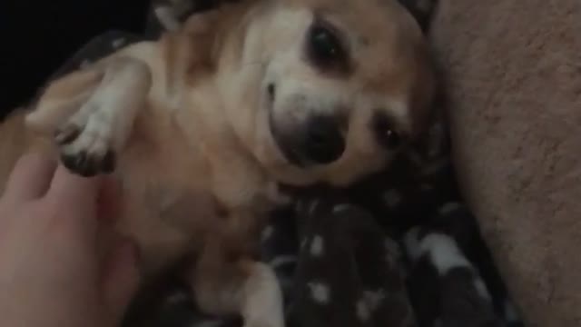 Tiny Chihuahua Loves Belly Rubs