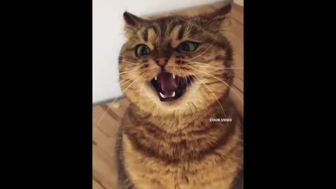 Cat With Evil Laugh