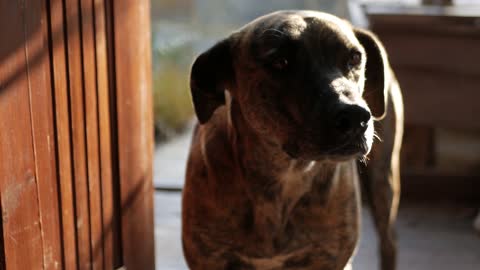 A Dogs On The Doorway Of A House