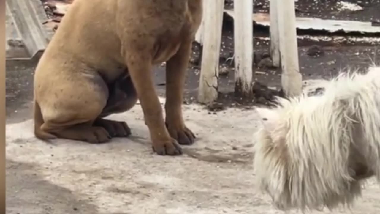 This little creature is so hilarious