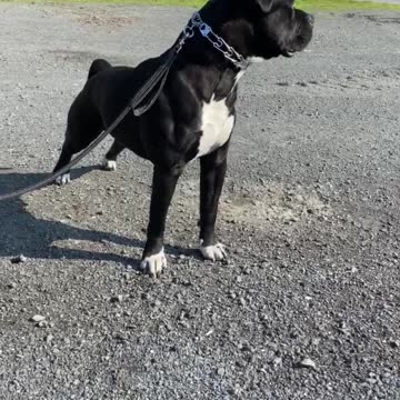 XL American Bully Show Dog