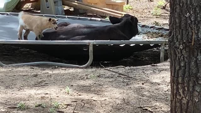 Baby Goat Can't Convince Bovine Bud to Bounce