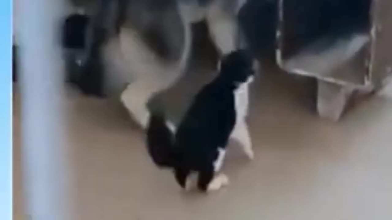 🐱 Funny cat videos - cute cats - Try not to laugh - Cat videos Compilation #short 26 🐈