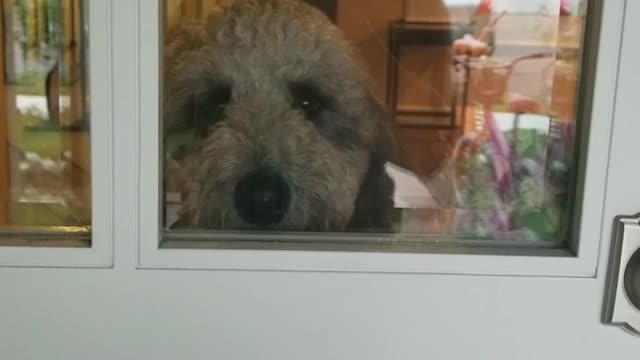 Fluffy white dog greets owner