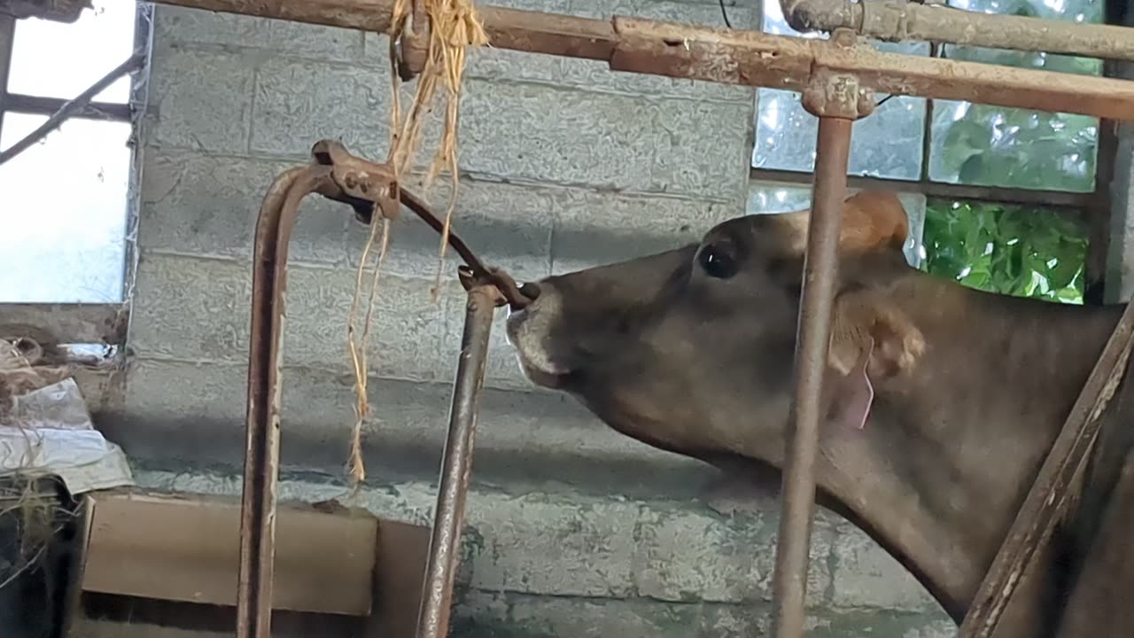 Cow picking its nose