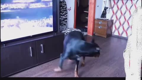 Cute Dog Dancing to Michael Jackson Song