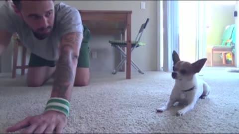 Dog mimics owner doing yoga Lots of cuteness