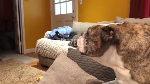 Bulldog Sees Cheetah On TV, watch his reaction