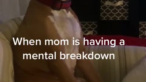 Funniest dog reaction on prank🐖_Try Not To Laugh Challange